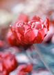 Czerwony kwiat, tulipan wiosenny 