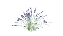 Lavender On Transparent Background. A Captivating And Versatile Design Element. 3D Render.	