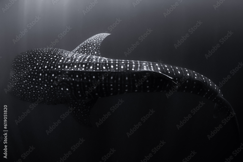 Whale shark swimming in ocean. Amazing spot patterns of the worlds ...