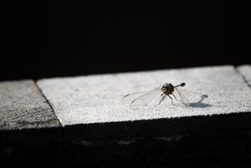 Orthetrum sabina, the slender skimmer or green marsh hawk, is a species of dragonfly in the family Libellulidae