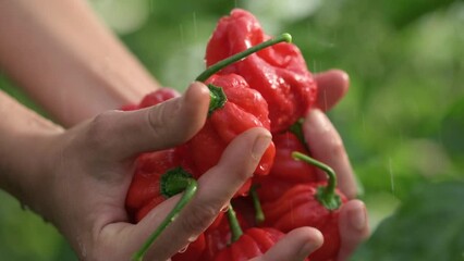 Wall Mural - Hand washing red habanero peppers in palms under shower of water on farm. Harvest of peppers. Green background. Slow motion video at 120 fps. Codek Apple ProRes 422. High quality FullHD footage. 