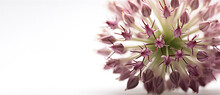 A Closeup Of A Flower Of Wild Garlic Or Allium Isolated On A White Background. Selective Focus.