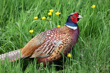 Aufkleber - A close up of a male pheasant as he stands around on a grass bank with buttercups.