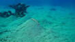 © Andriy Nekrasov - Sandperch on sandy bottom. Speckled Sandperch or Blacktail grubfish (Parapercis hexophtalma) lies on hilly sands seabed on the depth, Red sea, Egypt
