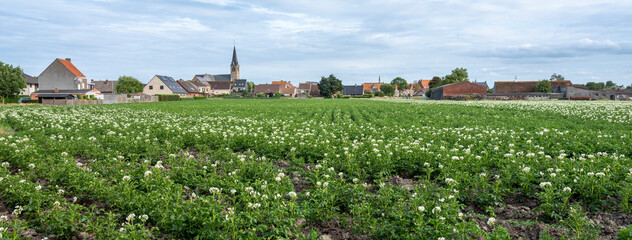 village and potatoe field in west flanders