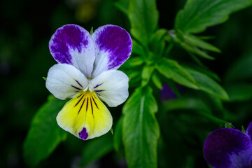 Wall Mural - spring has been warm and wet so the pansy plants in our garden are looking beautiful. from our garde