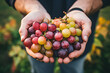 canvas print picture - Nahaufnahme Hand mit Obst wie Weintrauben und Äpfeln
