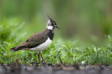 Wall Mural - Northern lapwing bird close up ( Vanellus vanellus )