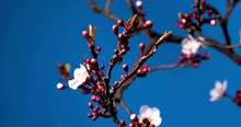 Slow Motion Flower Blossom In Spring Series Pink Plum Blossoming In Flower Nature Slow Floral Garden Pink