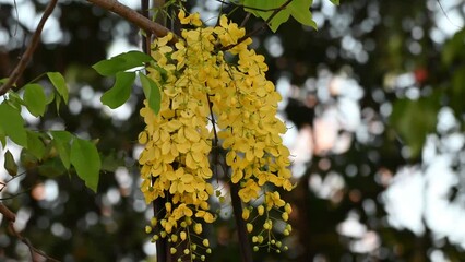 Wall Mural - Flower of Cassia fistula, also known as golden shower, purging cassia, or pudding pipe tree, is a flowering plant in the family Fabaceae.