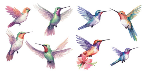 watercolor Hummingbird clipart for graphic resources