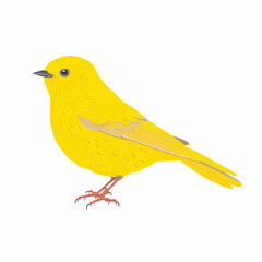 Wall Mural - Canary bird vector illustration Isolated on a white background