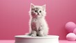 cat on podium with color background