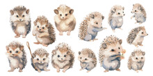 Watercolor Baby Hedgehog Clipart For Graphic Resources