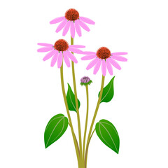 Wall Mural - Bouquet of echinacea purpurea on a white background.