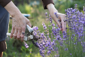 girl pruning lavender bush in the garden