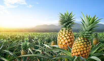 Close-up two pineapple fruits in pineapple farming.