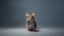 Cute Gray Little Mouse Isolated. Gray Rat Closeup. Veterinarian Consultation. Rodent Specialist. Smart Rodent. Rat Pet. Generative Ai.
