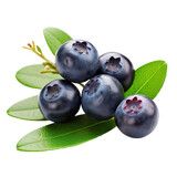 Fototapeta  - Delicious blueberry berries isolated on transparent background, png clip art, template for mark fruit flavor on label of product. Generated with AI.