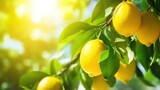 Vibrant ripe lemon citrus fruits on a branch and sunny green leaves. Outdoor nature background. Generated with AI.