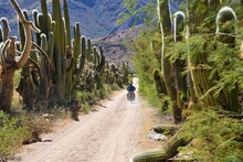 Lone Cyclist In High Desert Of Jujuy, Argentina, In The High Andes