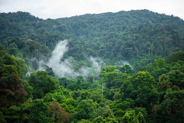 Wall Mural - The mountains in Thailand are green with white fog.