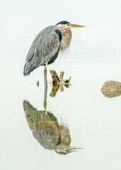 Poster - Great Blue Heron