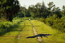 Alligator Crossing A Florida Swamp Hiking Trail