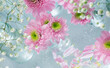 Many white and pink flowers laying on glass on blue background
