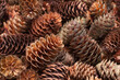 Background of many various brown fir cones view from above