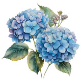 Watercolor illustration of two blue hydrangea flowers. Ai illustration. Transparent background, png