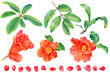 様々なザクロの葉と花、粒の水彩画イラスト　素材集