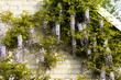 Natural chinese wisteria flowers on stone wall. Blue Wisteria blossom garden