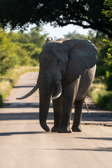 Éléphant d'Afrique, Loxodonta africana, gros porteur, Parc national Kruger, Afrique du Sud