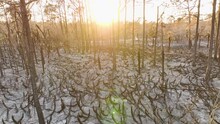 Black Dead Vegetation Burnt Down After Forest Fire Destroyed Florida Jungle Woods. Ground Covered With Ash Layer. Natural Disaster Concept