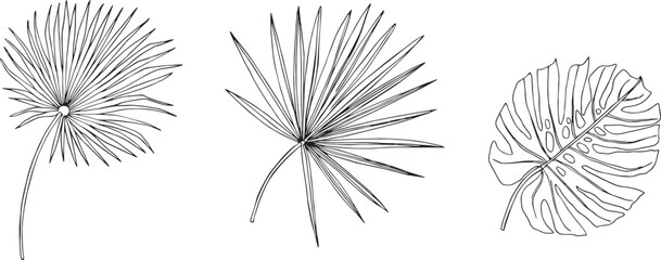Vector tropical palm leaf, Saw Palmetto, Monstera leaf in black and white. For fabric, sketchbook, wallpaper, wrapping paper.	
