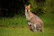 Bennett's wallaby - Macropus or Notamacropus rufogriseus, also Red-necked wallaby, medium-sized macropod marsupial, common in eastern Australia, Tasmania, male with pup