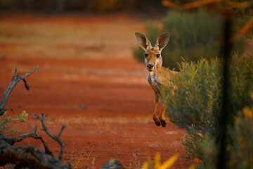 red kangaroo - osphranter rufus the largest of kangaroos, terrestrial marsupial mammal native to aus