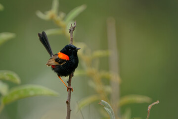 Wall Mural - red-backed fairywren - malurus melanocephalus passerine bird in wren family maluridae, near rivers a