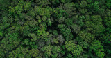 Fototapeta Las - Forest crowns background. Woods conservation. Drone view. Nature protection. Green summer dense thick lush woodland trees foliage leaves landscape view.