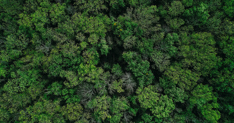 Forest crowns background. Woods conservation. Drone view. Nature protection. Green summer dense thick lush woodland trees foliage leaves landscape view.