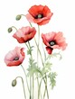 Red poppy flowers. Beautiful composition for greeting cards, invitations and floral design. Watercolor illustration on white background.