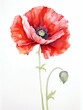 Red poppy flower. Beautiful single flower painting for greeting cards, invitations and floral design. Watercolor illustration on white background.