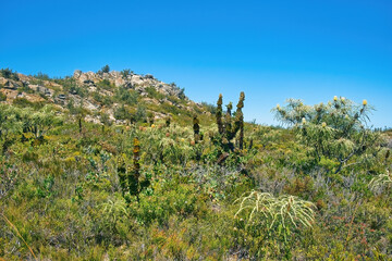  Characteristic coastal vegetation with giant banksia (banksia grandis) and royal hakea (Hakea victoria) on Mount Barren, Fitzgerald River National Park, south coast of Western Australia.
