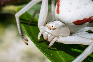 Large white crab spider. Menacing spider with thick hair and red stripes on the sides. Camouflage animals, predatory spider waiting for bees and bumblebees. Ultra-macro photography, close-up portrait.