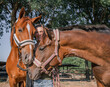 3 Köpfe: junge blonde Frau schaut hinter 2 Pferden  fröhlich in die Kamera zwischen den Pferdeköpfen, die sich beschnuppern