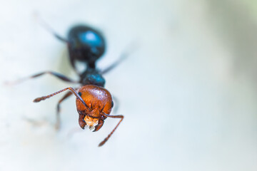 Crematogaster scutellaris, ant belonging to the family Formicidae.  Ultra macro photo, close-up portrait of small ant with red head and antennae. Micro world, small invertebrates in nature.