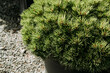 Small pine tree pinus nigra in a pot. Close up image of the needles.