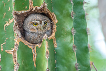 Sanford's Elf Owl (Micrathene Whitneyi Ssp. Sanfordi) Nesting In A Cactus