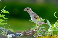 Young Sparrow On A Rock Behind A Budding Willow At A Bird Water Hole. Czechia.